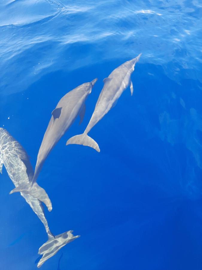 Blue Shark Divers Bunaken Eksteriør bilde