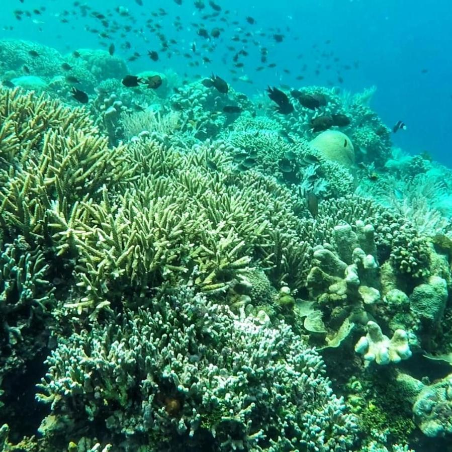 Blue Shark Divers Bunaken Eksteriør bilde