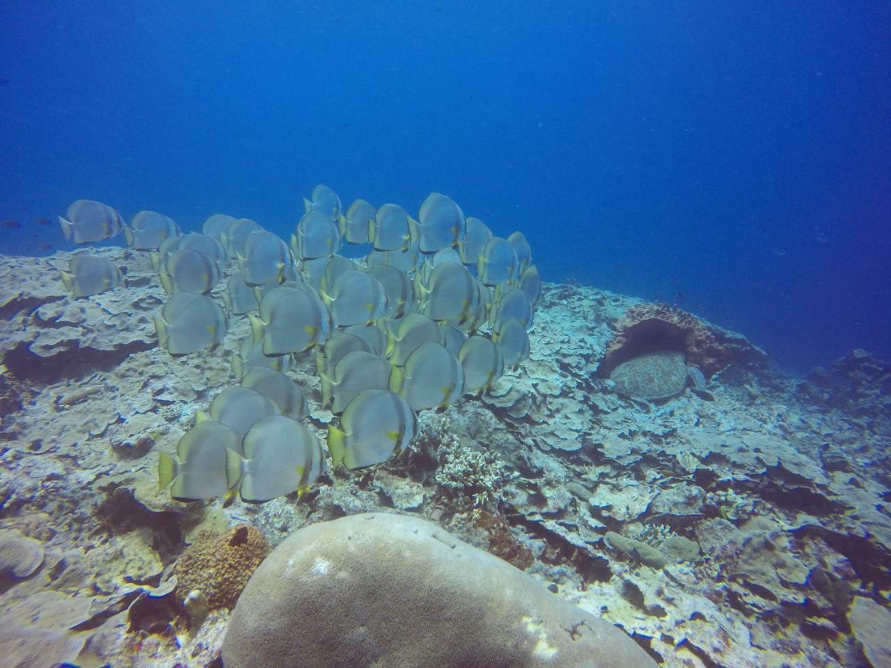Blue Shark Divers Bunaken Eksteriør bilde